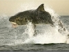 thumbs picture of Great White Shark Jumps out of Water to Swallow Seal[2] Photos